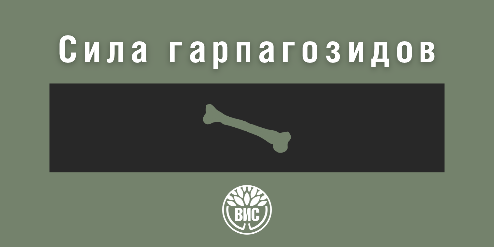 Сила гарпагозидов: как экстракт мартинии душистой поддерживает суставы