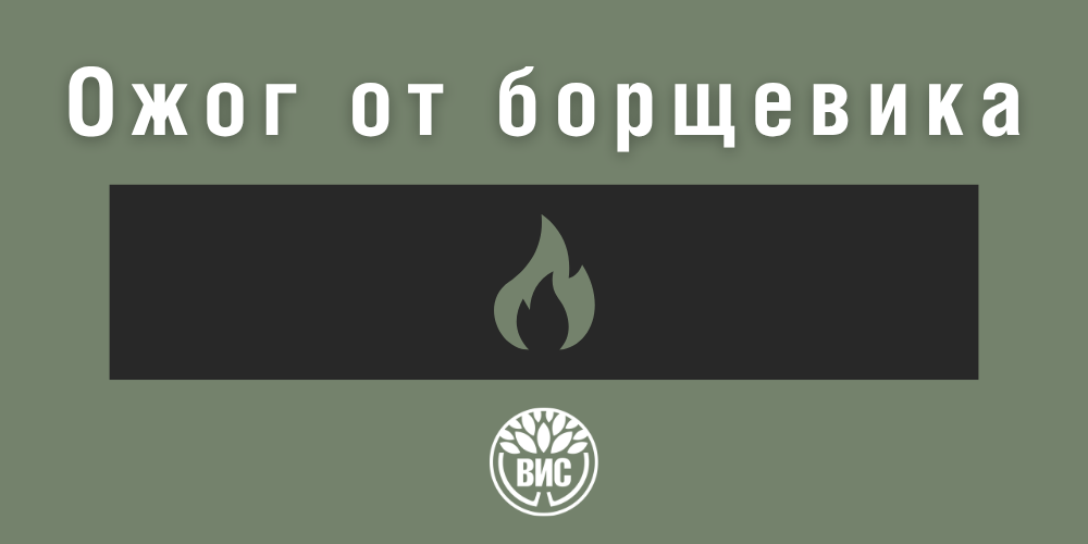 Ожог от борщевика